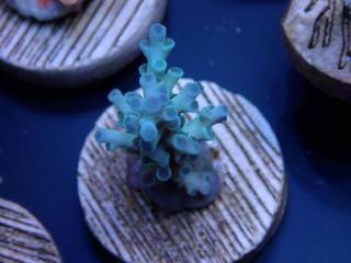 CE Acro <br/>Echinata
