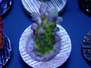 CE Acro <br/>Tortuosa 