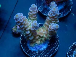  Acro Frag<br>Tenuis Yellow/Green Polyp