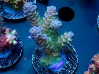  Acro Frag<br>Tenuis Yellow/Green Polyp