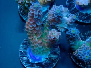  Acro Frag<br>Tenuis Red/Green Polyp