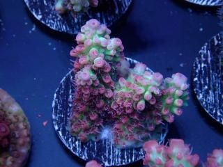  Acro Frag<br>Strawberry S-Cake