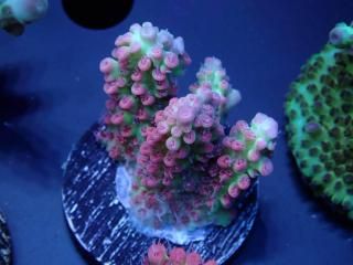  Acro Frag<br>Strawberry S-Cake