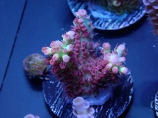  Acro Frag<br>Strawberry S-Cake