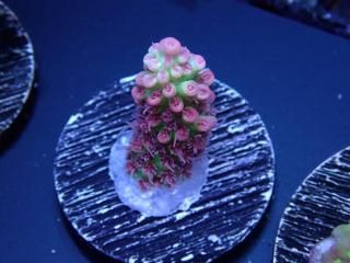  Acro Frag<br>Strawberry S-Cake