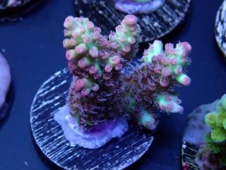  Acro Frag<br>Strawberry S-Cake