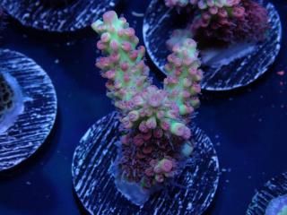  Acro Frag<br>Strawberry S-Cake