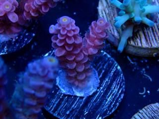  Acro Frag<br>Tenuis Purple/Red