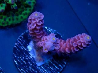  Acro Frag<br>Tenuis Purple/Red