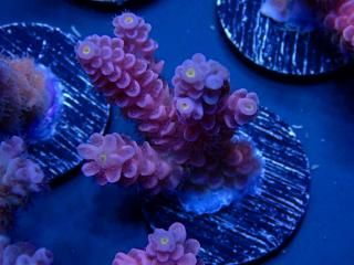  Acro Frag<br>Tenuis Purple/Red