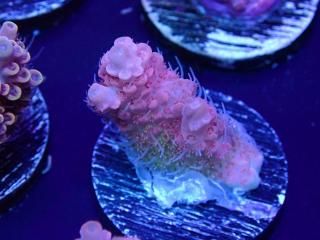  Acro Frag<br>anthocercis pink
