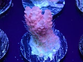  Acro Frag<br>anthocercis pink