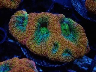Homophyllia bowerbanki <br/>CUSTOM GRADE Gold/Green