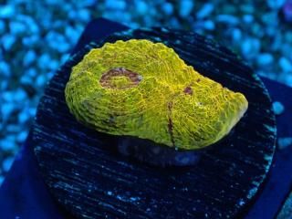 �������Ď׎؎���  <br/> Gold Chalice Rainbow Grade