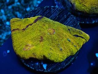 �������Ď׎؎���  <br/> Gold Chalice Rainbow Grade