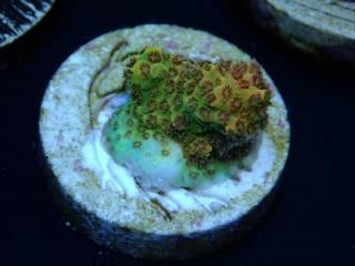 CE Acro <br/>Hyacinth Pink Tip