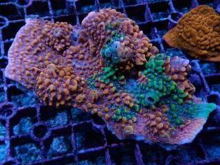 Montipora<br/>CUSTOM Grade Bleeding Apple