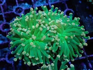 ﾅｶﾞﾚﾊﾅｻﾝｺﾞ・ﾀｺｱｼｻﾝｺﾞ・ﾊﾅｻﾝｺﾞ - AQUASTAGE 518