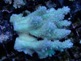 Acropora<br>Blueberry Nasuta