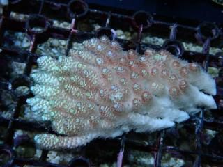 Acropora<br>anthocercis yellow Red Polyp