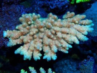 Acropora<br>anthocercis 