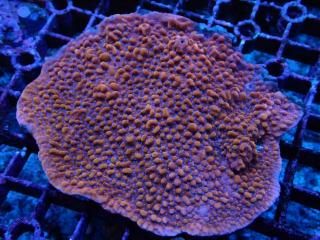 Montipora<br/>Orange
