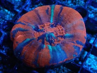 Scolymia <br/> Unique