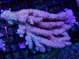 Acropora<br>Blue Red Polyp