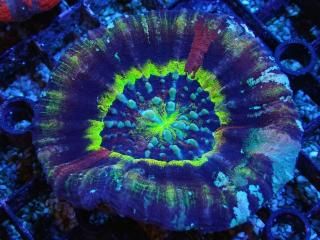 Scolymia <br/> CUSTOM Grade-Multicolor