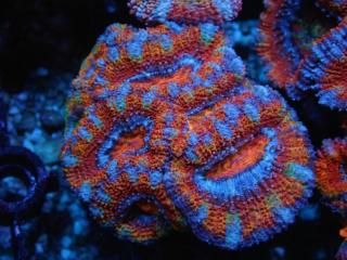 ĎގҎ<br/>Rainbow Frag
