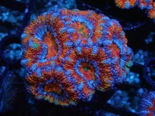 ĎގҎ<br/>Rainbow Frag
