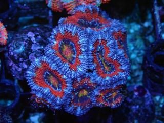 ĎގҎ<br/>Rainbow Frag
