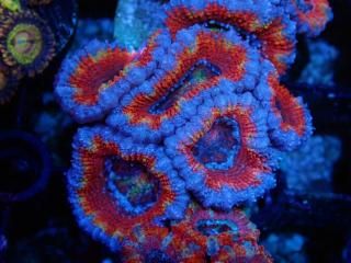 ĎގҎ<br/>Rainbow Frag
