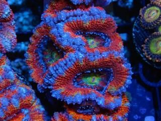 ĎގҎ<br/>Rainbow Frag
