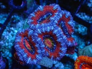 ĎގҎ<br/>Rainbow Frag
