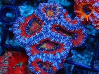 ĎގҎ<br/>Rainbow Frag
