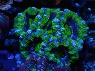 ĎގҎ<br/>Ultra Frag
