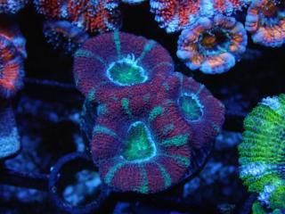 ĎގҎ<br/>Ultra Frag
