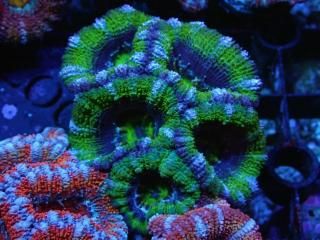 ĎގҎ<br/>Ultra Frag
