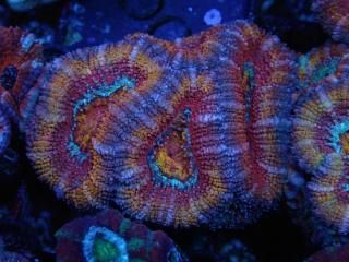 ĎގҎ<br/>Ultra Frag
