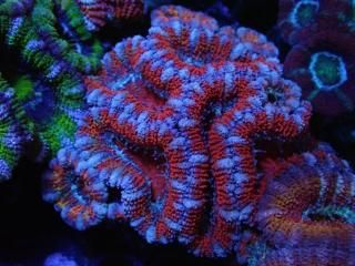 ĎގҎ<br/>Ultra Frag
