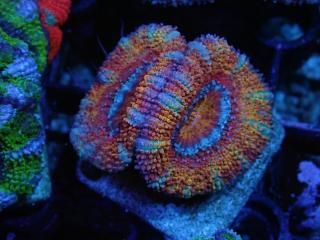 ĎގҎ<br/>Ultra Frag
