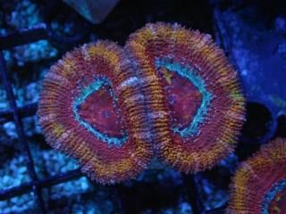 ĎގҎ<br/>Ultra Frag
