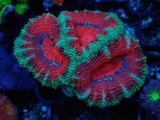 ĎގҎ<br/>Ultra Frag
