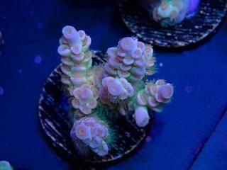 Acro Frag<br>Tenuis  Orange Polyp