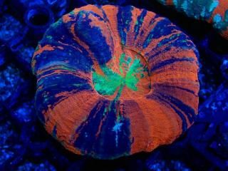 Scolymia <br/> Master Grade RARE Fireworks
