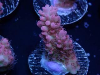  Acro Frag<br>Acropora sp
