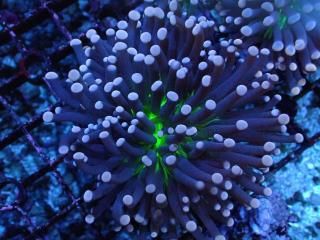 Torch Coral <br/> Black Polyp center toxic green