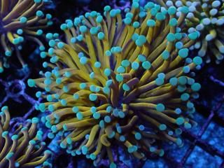 Torch Coral <br/> 24K Gold Torch