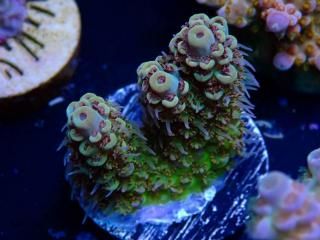  Acro Frag<br>Aussie PIKACHU